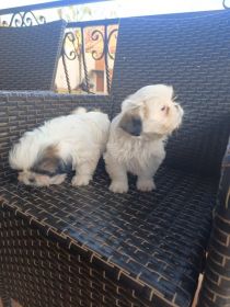 Pieski szukają nowego domu