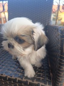 Pieski szukają nowego domu