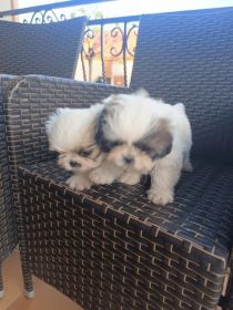 Pieski szukają nowego domu