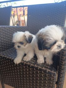 Pieski szukają nowego domu