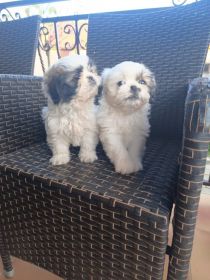 Pieski szukają nowego domu