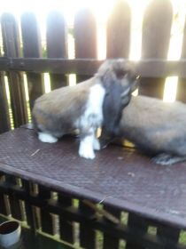 Sprzedam Barany francuskie