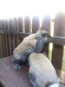 Sprzedam Barany francuskie