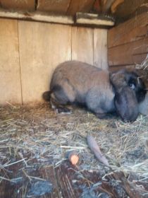 Sprzedam Barany francuskie