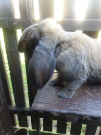 Sprzedam Barany francuskie