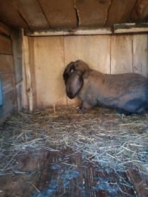 Sprzedam Barany francuskie