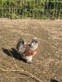 Sprzedam koguty młode