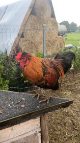 Sprzedam koguty młode