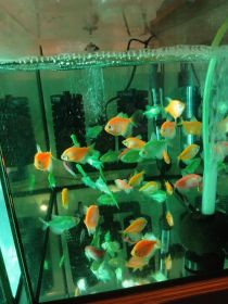 Rybki akwariowe