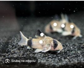 Rybki akwariowe