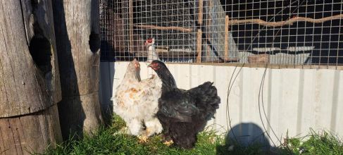 Sprzedam kury