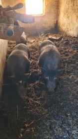 Sprzedam świnki wietnamskie