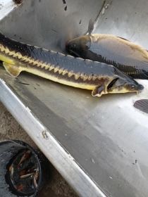 Zywe ryby karp, jesiotr.