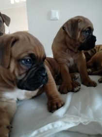 Bokser szczeniak z rodowodem