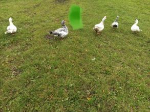 Koguty kaczki kaczory