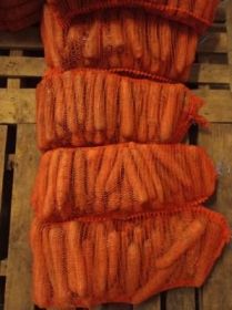 Marchew jadalna oraz dla zwierząt