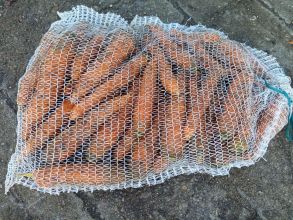 Marchew jadalna oraz dla zwierząt