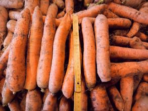 Marchew jadalna oraz dla zwierząt