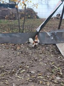 Kogut liliput tegoroczny