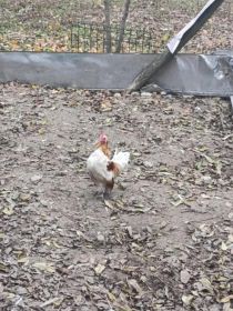 Kogut liliput tegoroczny