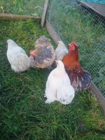 Sprzedam kochiny miniaturki