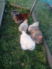 Sprzedam kochiny miniaturki