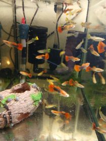 Rybki akwariowe