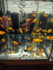Rybki akwariowe