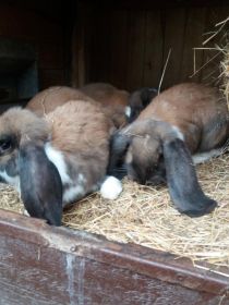 Sprzedam Barany francuskie