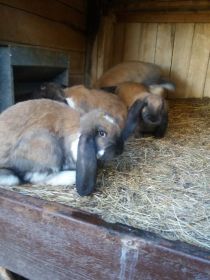 Sprzedam Barany francuskie