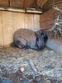 Sprzedam Barany francuskie