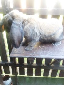 Sprzedam Barany francuskie