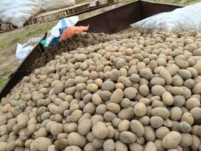 Ziemniaki jadalne drobne