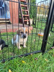 Szczeniaki szukają kochających domów