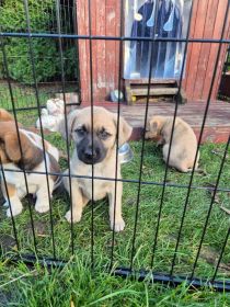 Szczeniaki szukają kochających domów