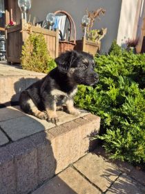 Szczeniaki szukają kochających domów