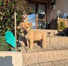 Szczeniaki szukają kochających domów