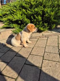 Szczeniaki szukają kochających domów