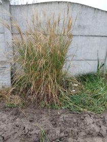 Sprzedam trawy miskant chiński gracilimus