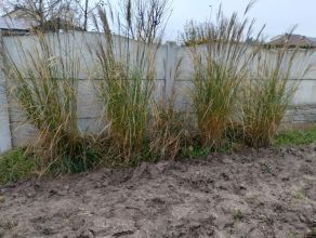 Sprzedam trawy miskant chiński gracilimus