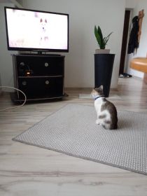 Oddam za darmo kotka