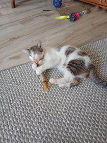 Oddam za darmo kotka