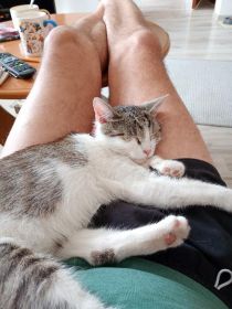 Oddam za darmo kotka