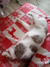 Oddam za darmo kotka