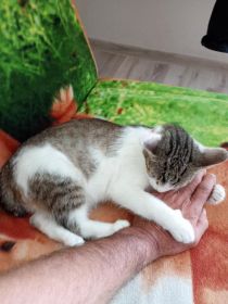 Oddam za darmo kotka