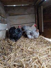 Sprzedam kochiny miniaturowe