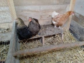 Sprzedam kochiny miniaturowe