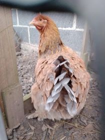 Sprzedam kochiny olbrzymie