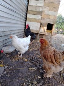 Sprzedam kochiny olbrzymie