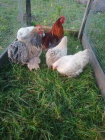 Sprzedam kochiny miniaturki